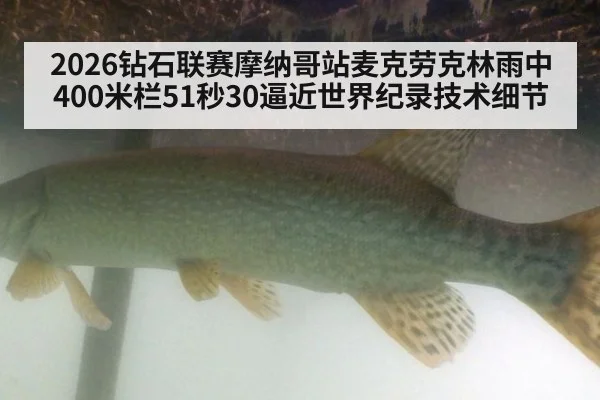 2026钻石联赛摩纳哥站麦克劳克林雨中400米栏51秒30逼近世界纪录技术细节